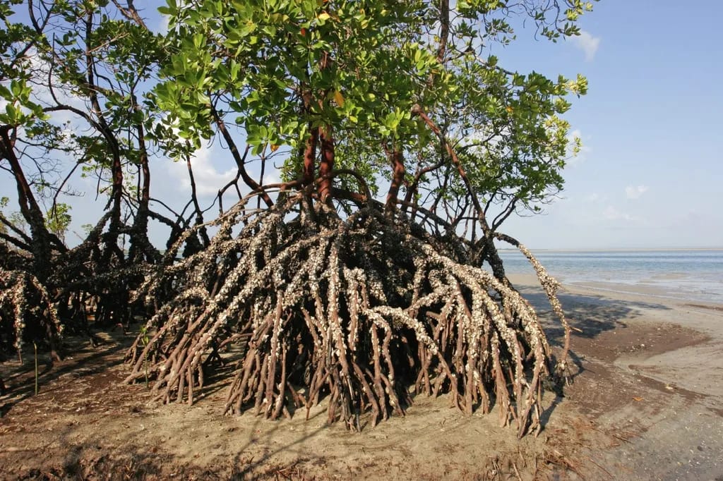Close up of Mangrove Roots